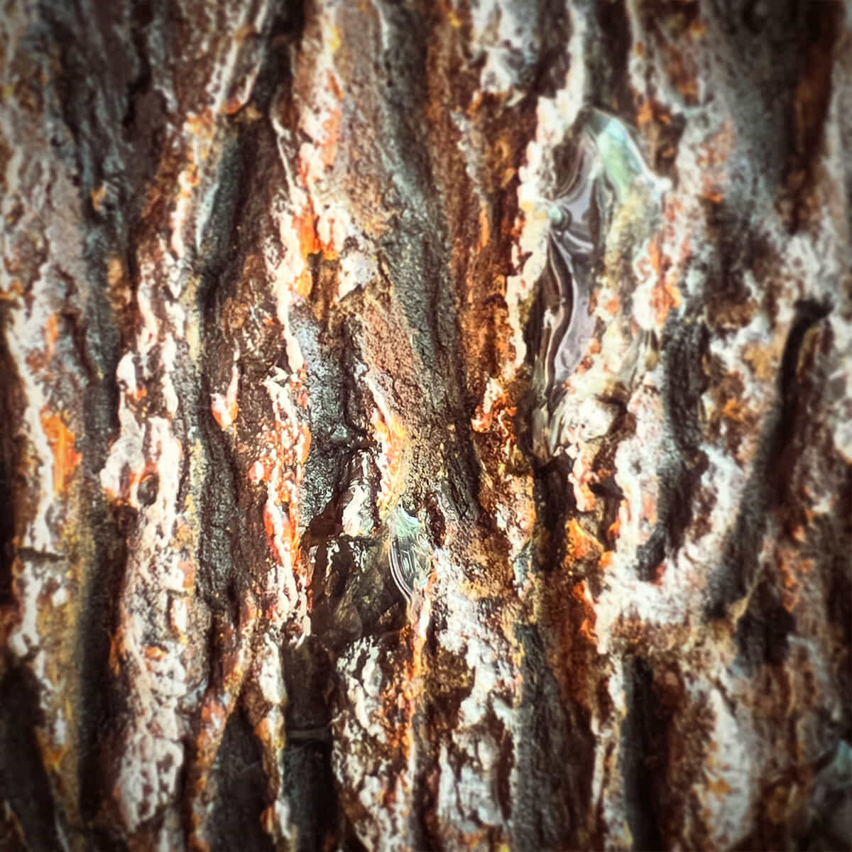 森の囁き、雨のあと-7