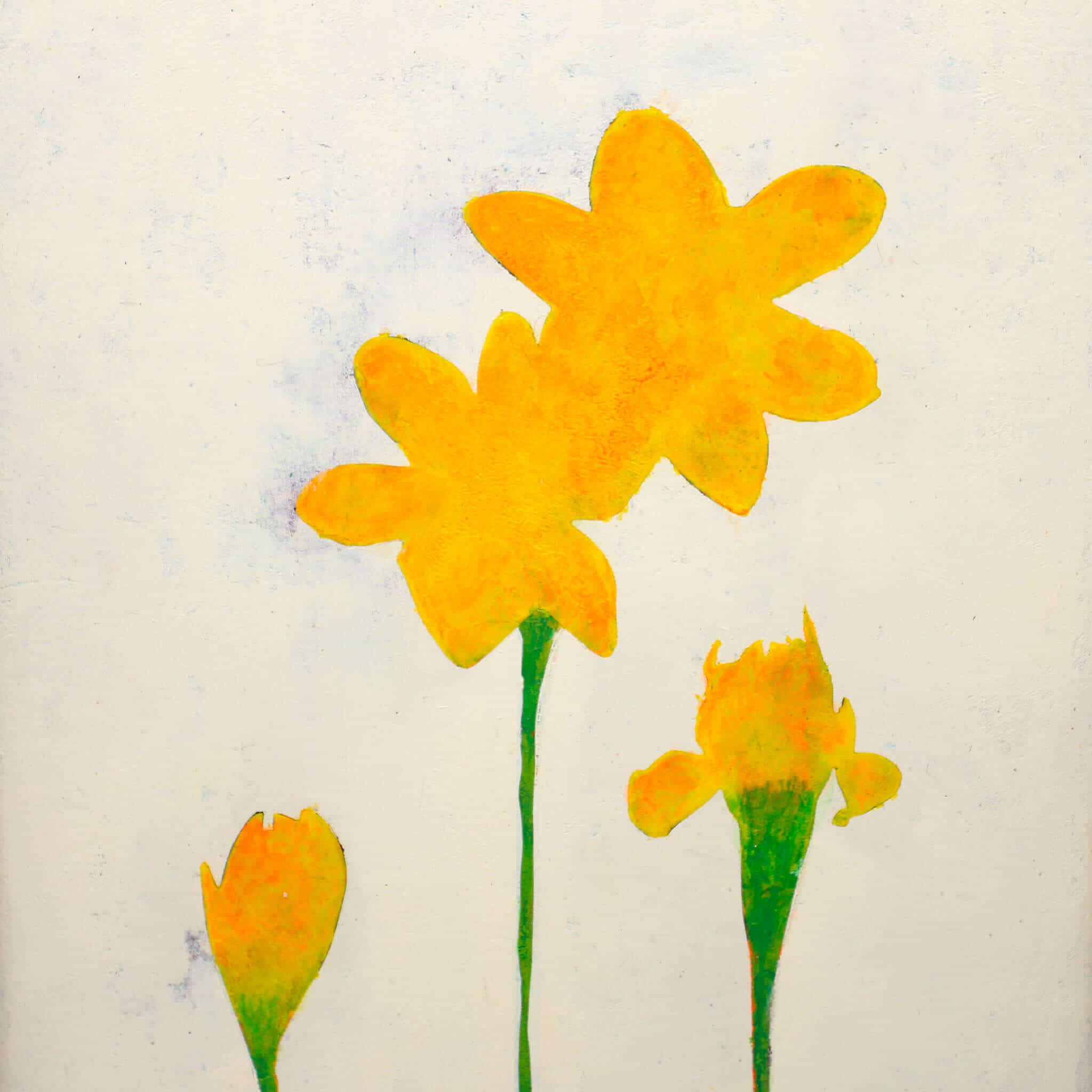 Yellow narcissus flowers No.191-2