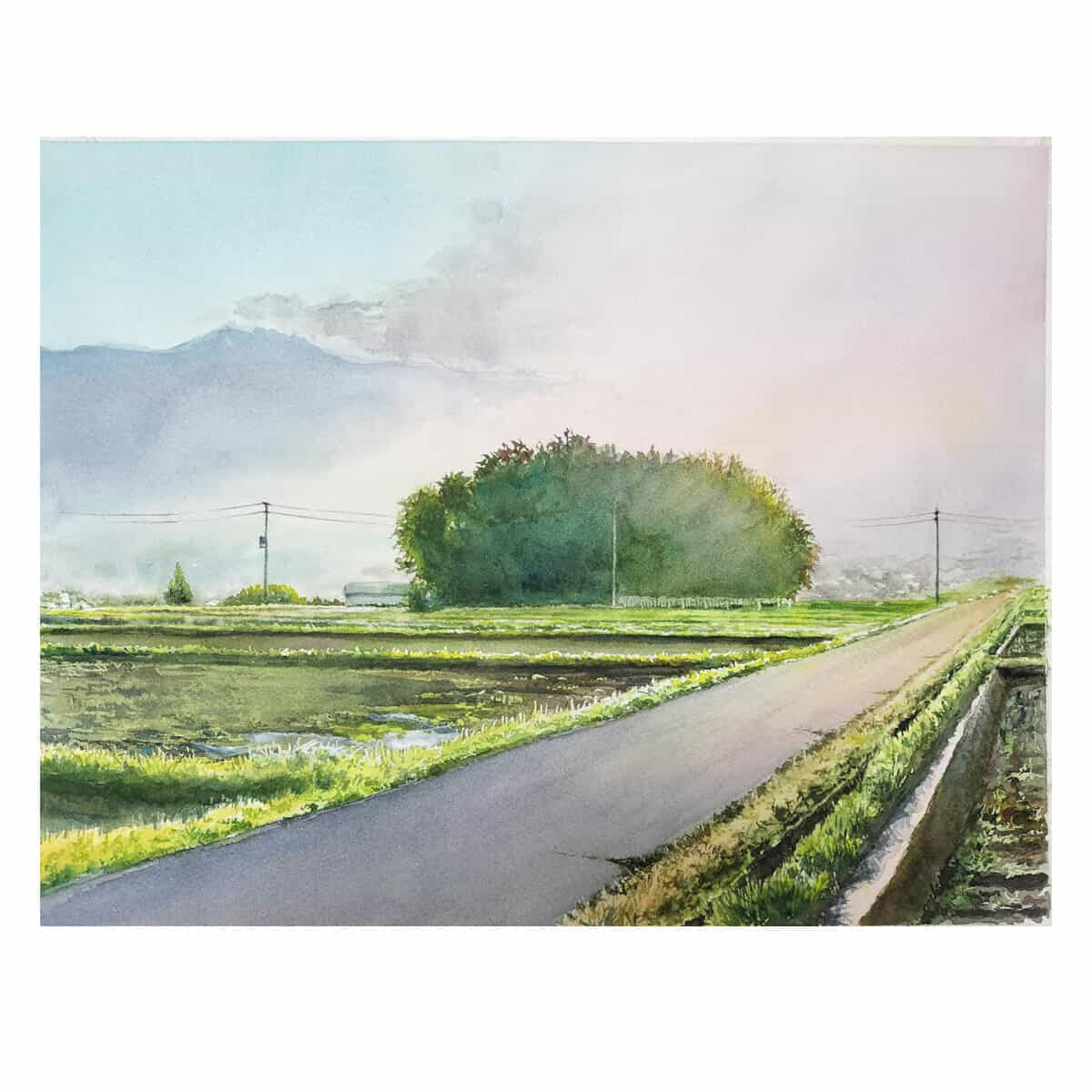 朝日に輝く農道