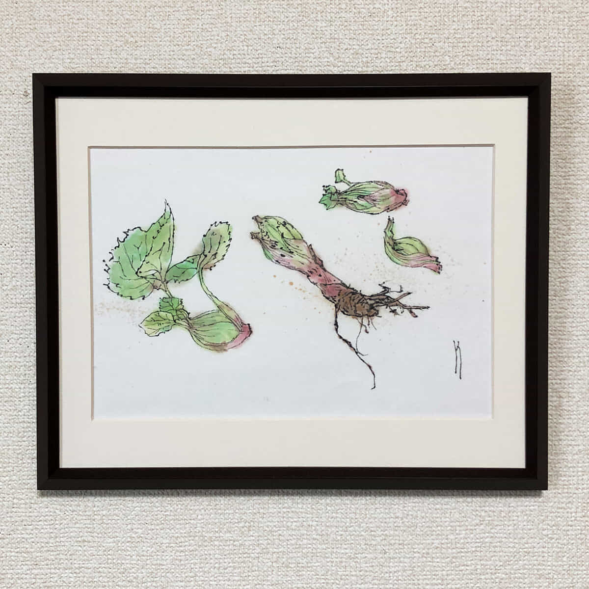 スケッチ｜ふきのとう