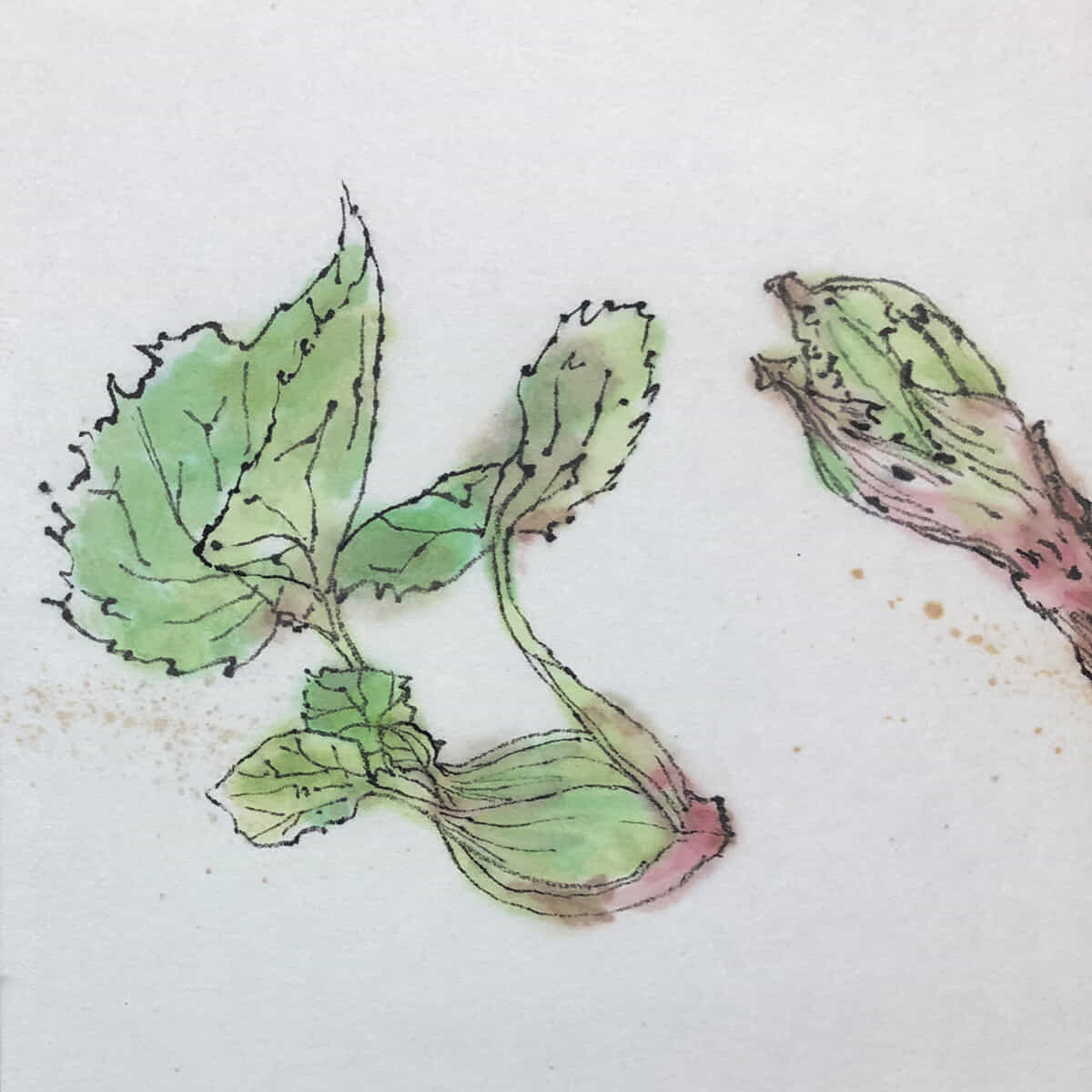 スケッチ｜ふきのとう-3