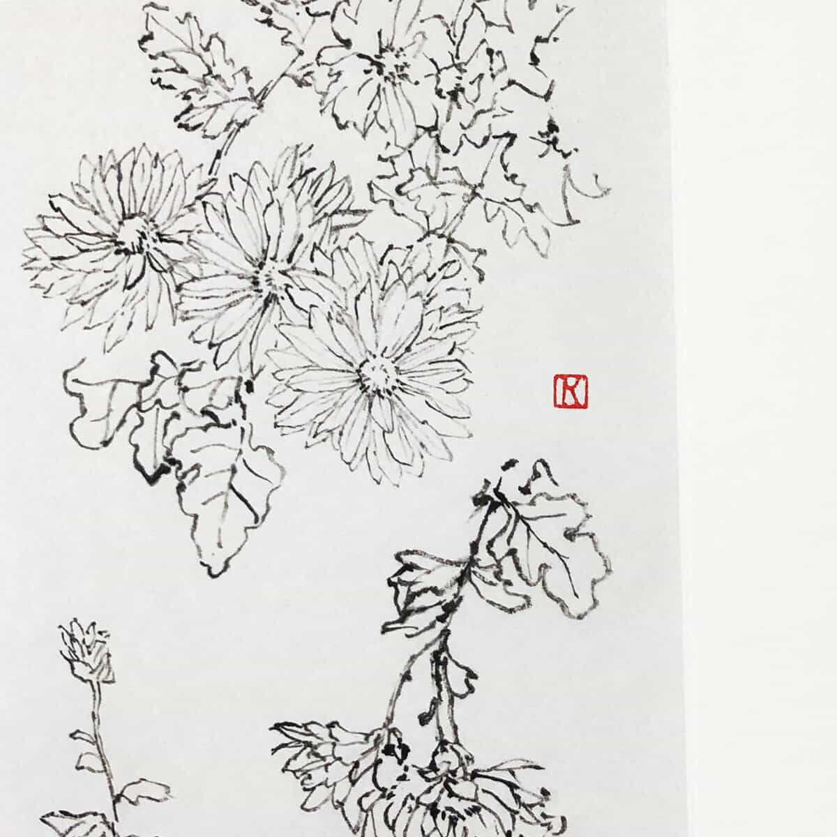 スケッチ｜菊-2