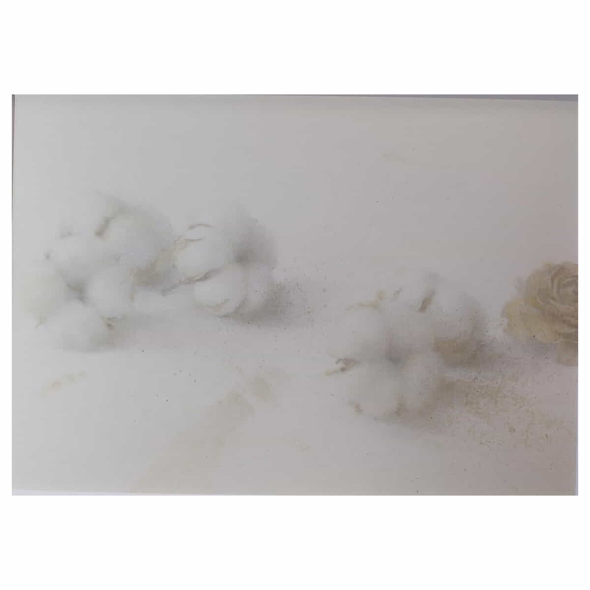 ｃｏｔｔｏｎ