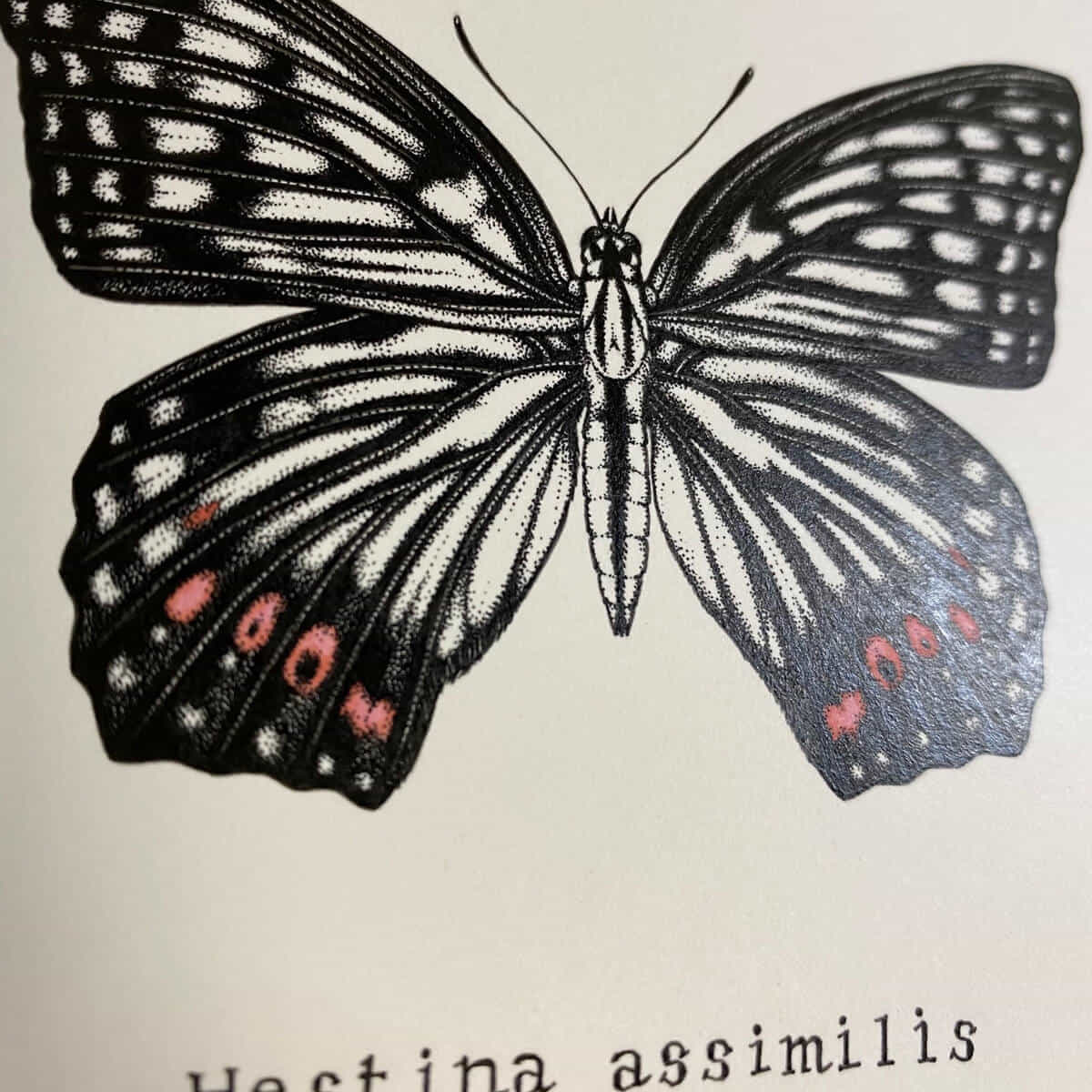 Hestina assimilis(アカボシゴマダラ)-4