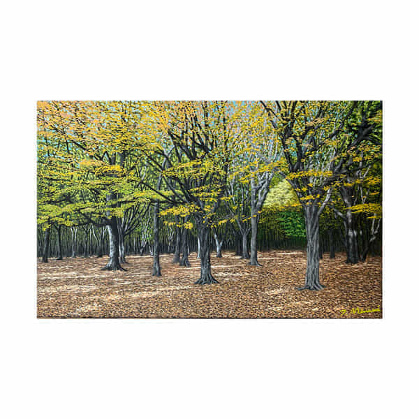 Forest Morning
