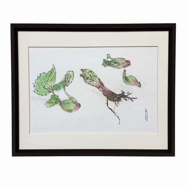 スケッチ｜ふきのとう