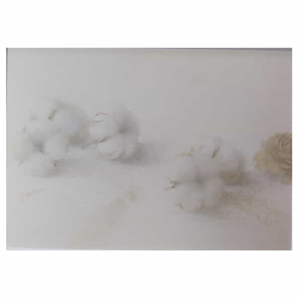 ｃｏｔｔｏｎ