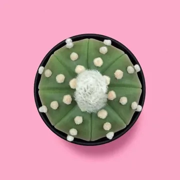 #018 Astrophytum asterias