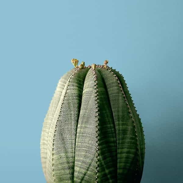 #002 Euphorbia obesa