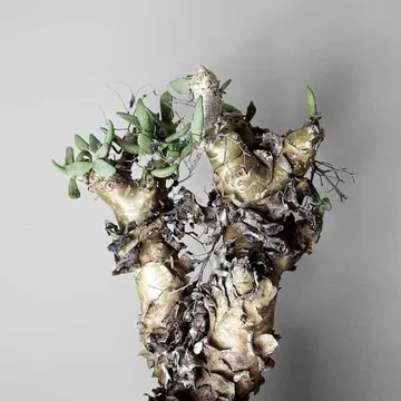 #004 Tylecodon reticulatus