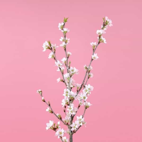 ＃G-002 Cherry blossoms in full bloom