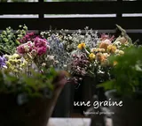 une graine【botanical products】