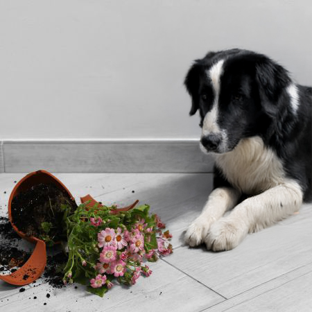 愛犬・愛猫と暮らすお部屋にアートを飾る方法【部屋づくりの対策を解説】